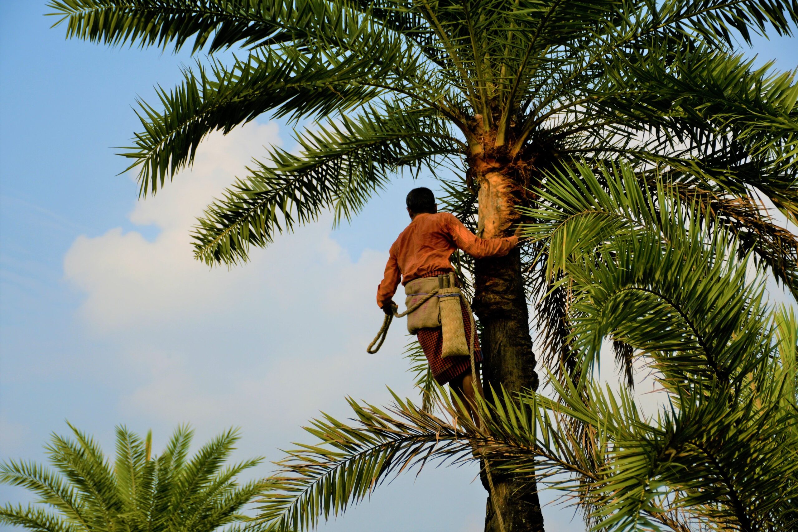 Palm oil plantation works are exposed to the wilderness, height, unsafe working environments on a daily basis.